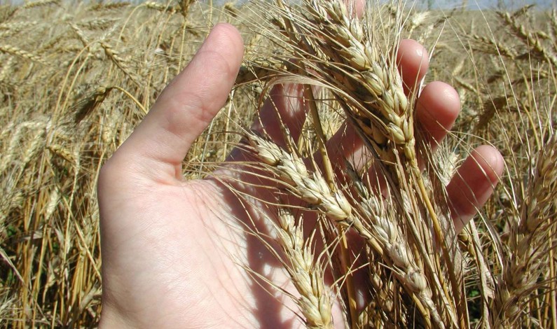 Прогноз цен на хлеб в 2015 году Прогноз цен на хлеб в 2015 году